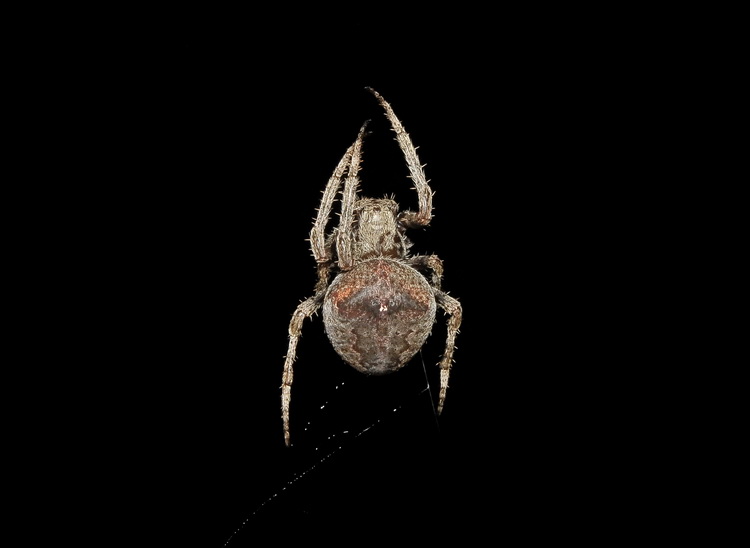 Araneus sp.